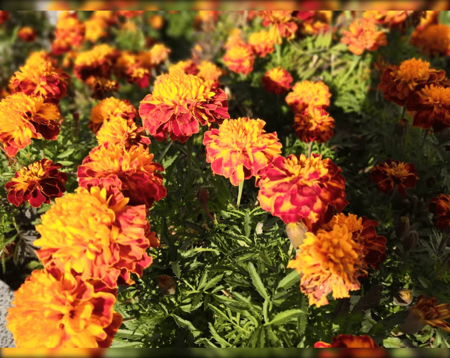 Screenshot 2024-04-03 at 18-43-59 QuMagie